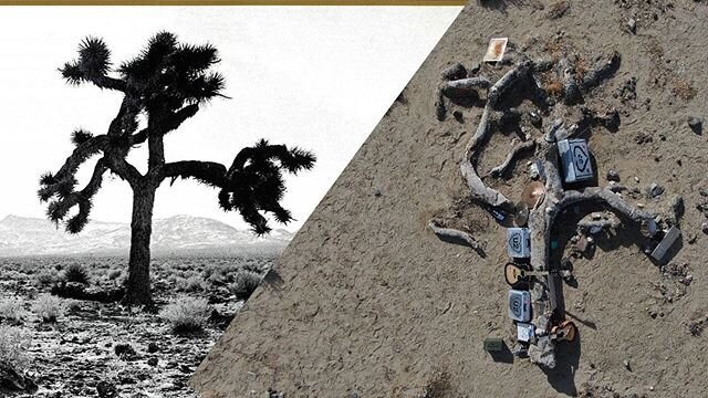 Desert terrain surrounding the tree