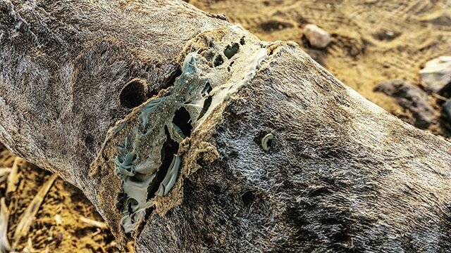 Sunlight on the fallen Joshua Tree