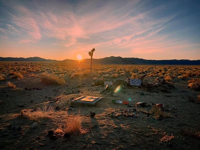 Close-up of the fallen Joshua Tree