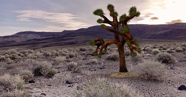 Desert landscape near the Joshua Tree